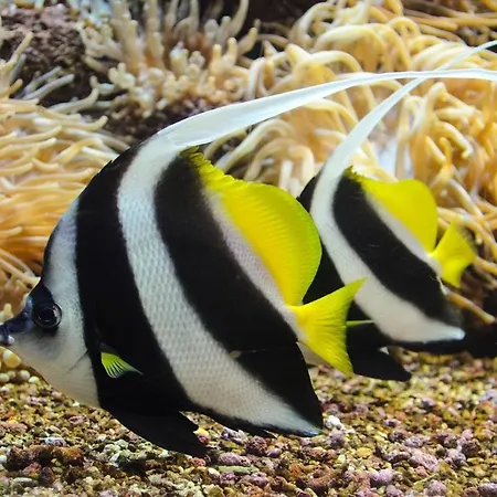 Oasis Kokkini Hani