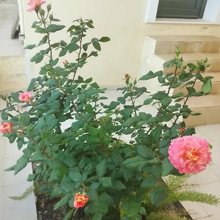 Oasis Apartment *
