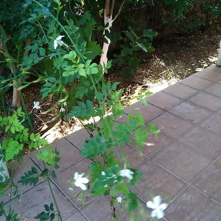Oasis